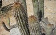 Preview photo Echinopsis acrantha