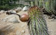 Preview photo Echinopsis acrantha