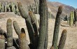 Anteprima di Echinopsis acrantha