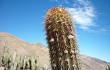 Anteprima di Echinopsis acrantha