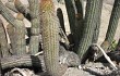 Anteprima di Echinopsis acrantha