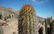 Vista previa de Echinopsis acrantha