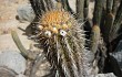 Preview photo Echinopsis acrantha