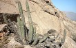 Anteprima di Echinopsis acrantha