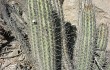 Anteprima di Echinopsis acrantha