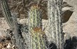 Preview photo Echinopsis acrantha