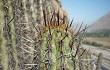 Vista previa de Echinopsis acrantha