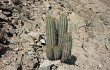 Vista previa de Echinopsis acrantha