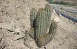 Preview photo Echinopsis acrantha