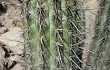 Preview photo Echinopsis acrantha