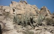 Vista previa de Echinopsis acrantha