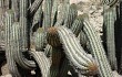 Preview photo Echinopsis acrantha