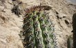 Preview photo Echinopsis acrantha