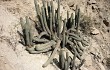 Preview photo Echinopsis acrantha