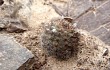 Anteprima di Echinopsis bylesiana