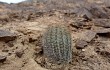 Anteprima di Echinopsis bylesiana