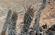 Vista previa de Echinopsis cephalomacrostibas