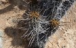 Vista previa de Echinopsis cephalomacrostibas