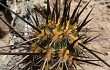 Preview photo Echinopsis cephalomacrostibas