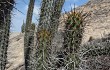 Anteprima di Echinopsis cephalomacrostibas