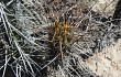 Anteprima di Echinopsis cephalomacrostibas