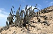 Preview photo Echinopsis cephalomacrostibas