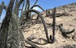 Vista previa de Echinopsis cephalomacrostibas