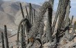 Anteprima di Echinopsis cephalomacrostibas