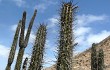 Vista previa de Echinopsis cephalomacrostibas