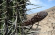 Anteprima di Echinopsis cephalomacrostibas