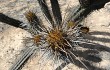 Anteprima di Echinopsis cephalomacrostibas