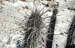 Anteprima di Echinopsis cephalomacrostibas