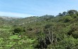 Vista previa de Echinopsis chalaensis