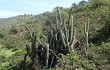 Preview photo Echinopsis chalaensis