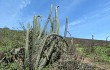 Anteprima di Echinopsis chalaensis