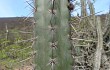 Anteprima di Echinopsis chalaensis