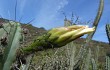 Anteprima di Echinopsis chalaensis