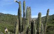 Anteprima di Echinopsis chalaensis