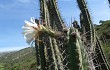 Vista previa de Echinopsis chalaensis