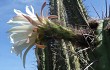 Anteprima di Echinopsis chalaensis