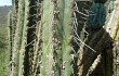 Preview photo Echinopsis chalaensis