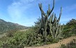 Preview photo Echinopsis chalaensis