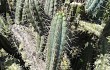 Anteprima di Echinopsis chalaensis