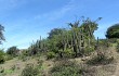 Anteprima di Echinopsis chalaensis