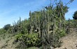 Anteprima di Echinopsis chalaensis