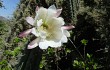 Anteprima di Echinopsis chalaensis