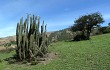 Vista previa de Echinopsis chalaensis