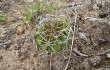 Preview photo Echinopsis cinnabarina