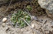 Vista previa de Echinopsis cinnabarina