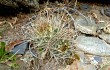 Anteprima di Echinopsis cinnabarina